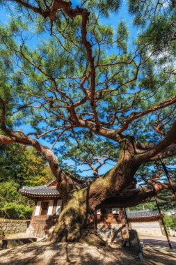 Güney Kore 'de Seokpajeong Sanat Müzesi' ndeki çam ağacı dallarına ulaşmak için oldukça geniş.
