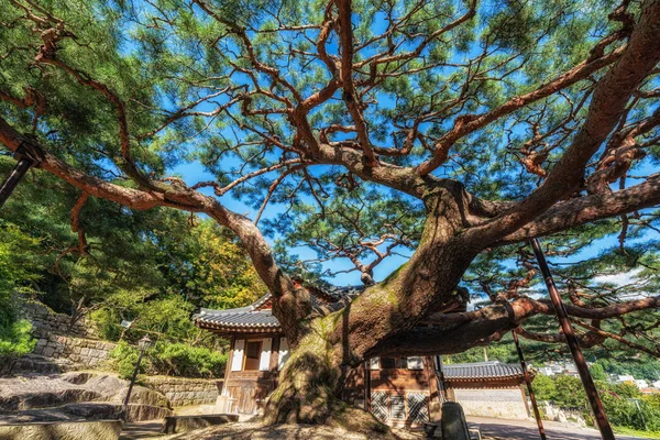 Güney Kore 'de Seokpajeong Sanat Müzesi' ndeki çam ağacı dallarına ulaşmak için oldukça geniş.