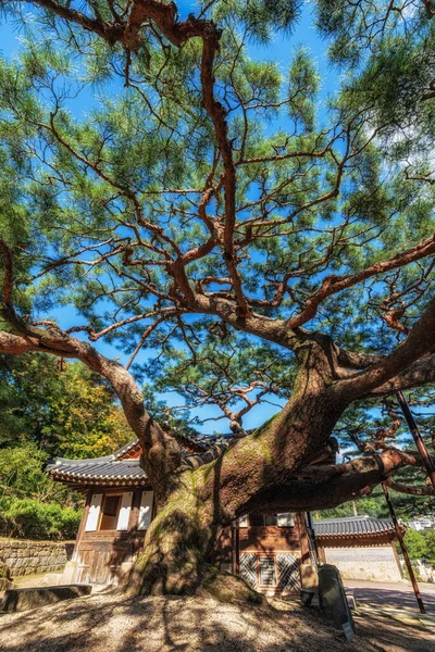 Güney Kore 'de Seokpajeong Sanat Müzesi' ndeki çam ağacı dallarına ulaşmak için oldukça geniş.