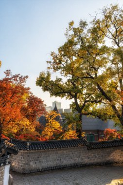 Deoksugung Sarayı taş duvar yolu ya da sonbahar yaprakları mevsiminde çekilmiş doldam gil. Güney Kore, Seul 'de ünlü bir turizm merkezi.