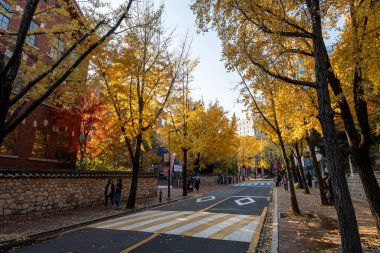Jeongdonggil yolu Ginkgo ağaçlarının sonbahar yaprakları arasında alındı. 12 Kasım 2025 'te Güney Kore, Seul' de çekildi.
