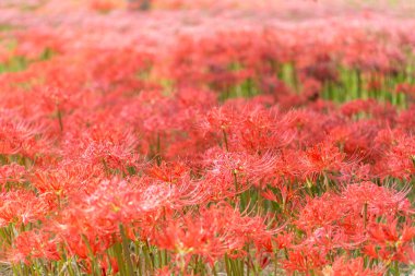 Gochang seonunsa kırmızı lily alan