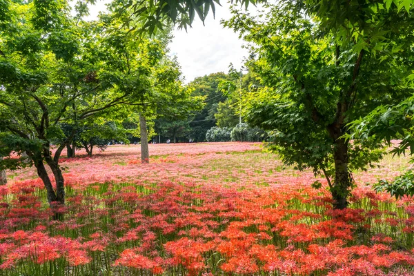 Gochang seonunsa červené lily pole — Stock fotografie
