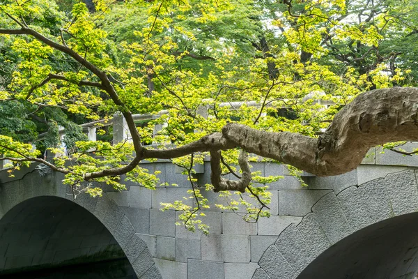 Árvore ramo e templo ponte — Fotografia de Stock