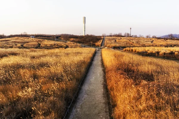 Vilda vassen i haneul park — Stockfoto