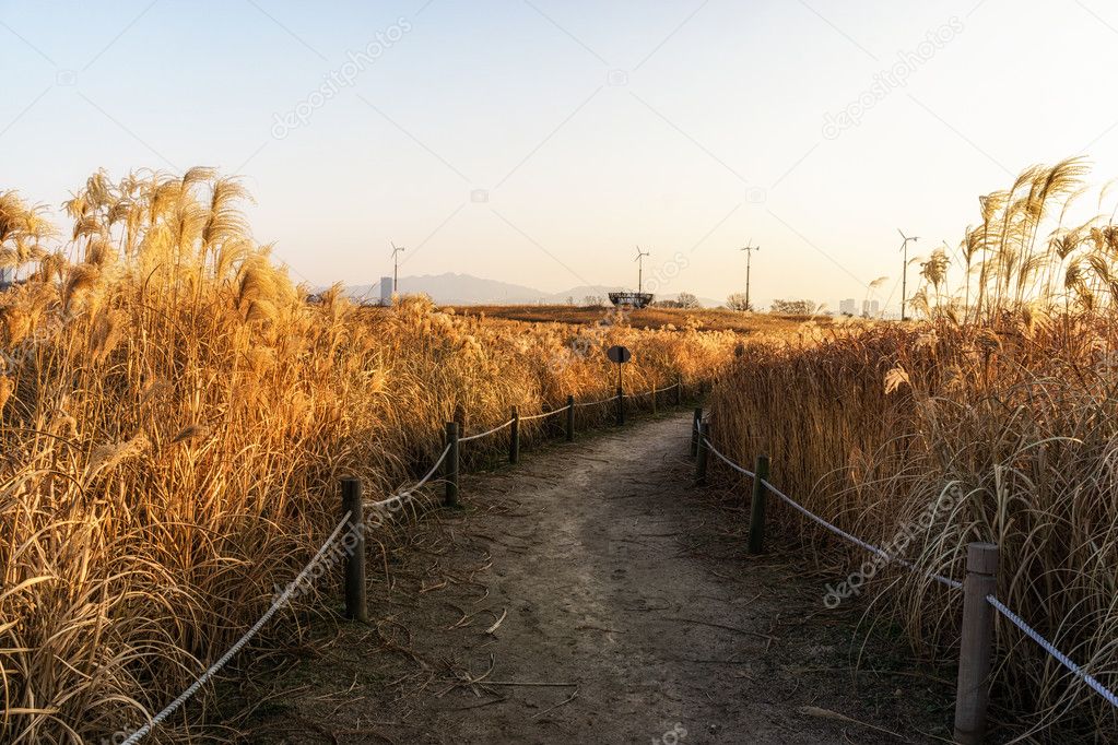 Wild reeds in haneul park