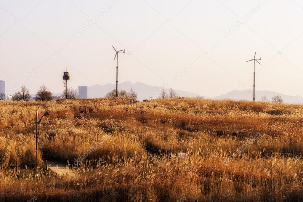 在haneul 公园野生芦苇 图库照片 C ron 在haneul 公园野生芦苇 图库照片 C ron