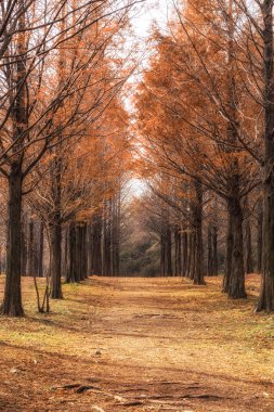 metasequoia yol Seul