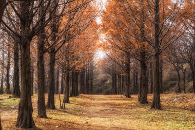 metasequoia yol Seul