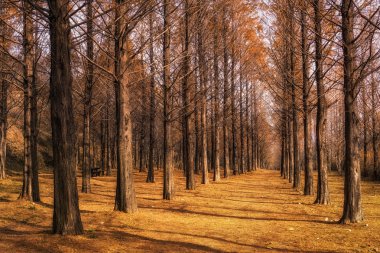 metasequoia yol Seul