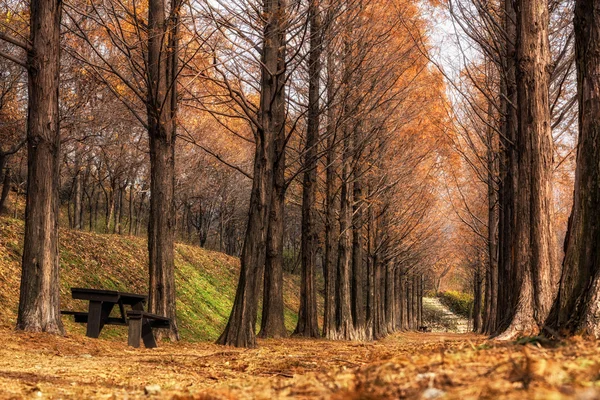 Metasequoia route à Séoul — Photo