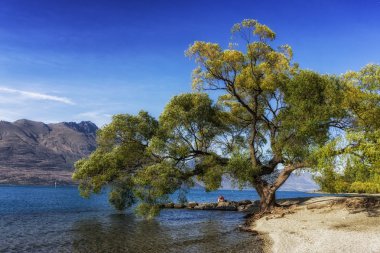 ağaç göl wakatipu tarafından