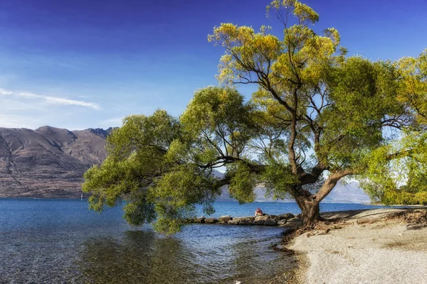 ağaç göl wakatipu tarafından