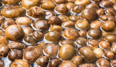 barometre earthstars mantar