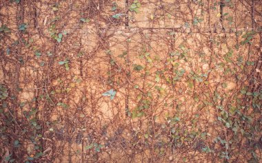 Arkaplan kullanımı için Yaprak duvarının klasik ton görüntüsü.