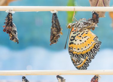Kelebek Pupa 'nın resmi ahşap sopaya asılı. .