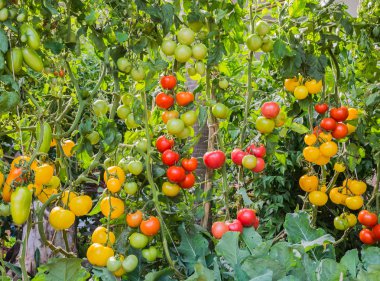 Domates bahçede.