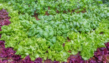 görüntü tarım arazileri üzerinde büyüyen yeşil marul.