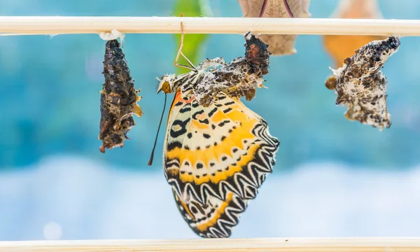 Bild von Schmetterlingspupa hängt an Holzstab . — Stockfoto