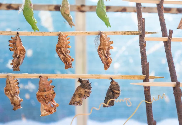 Bild von Schmetterlingspupa hängt an Holzstab . — Stockfoto