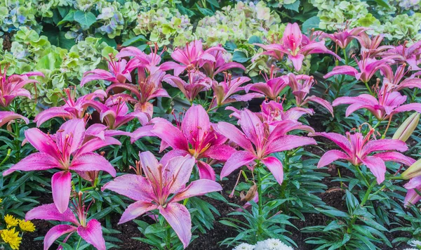 Flor lila en el jardín —  Fotos de Stock