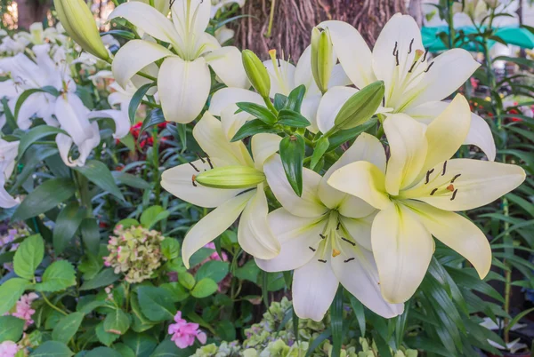 白百合在园中白花的图像 背景是白天时分 — 图库照片