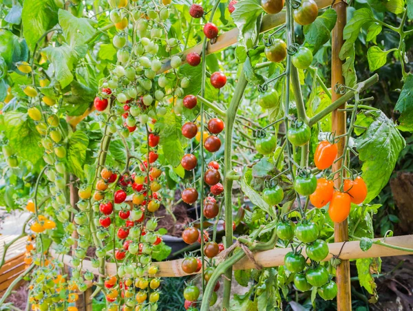 Tomato in the garden — Stock Photo, Image