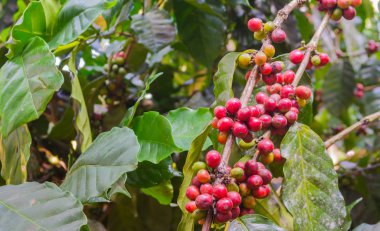 Olgun kahve çekirdeği gün zamanında görüntüsünü.