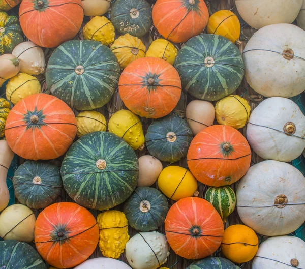 Many of pumpkin decoration on the wall — Stock Photo, Image