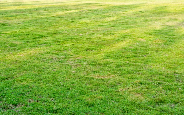 Image Green Grass Field Morning Time Background Usage — Stock Photo, Image