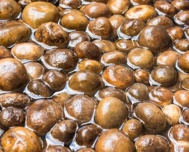 barometre earthstars mantar