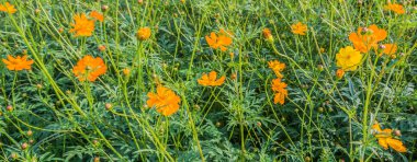 turuncu ve sarı renkli cosmos çiçek Bahçe alanında gün görüntü