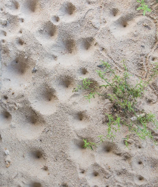 Ant lion's  larva hole — Stock Photo, Image