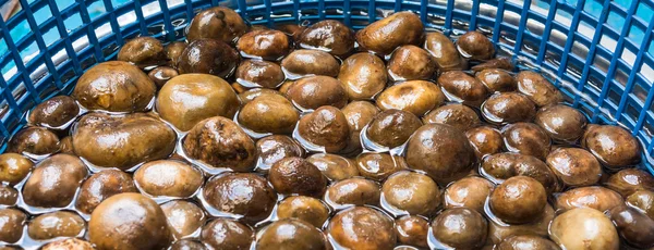 Baromètre Champignon Earthstars — Photo