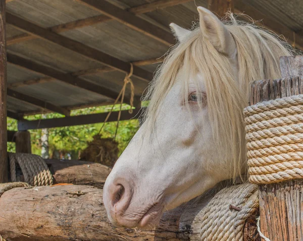 Caballo blanco en jaula — Foto de Stock