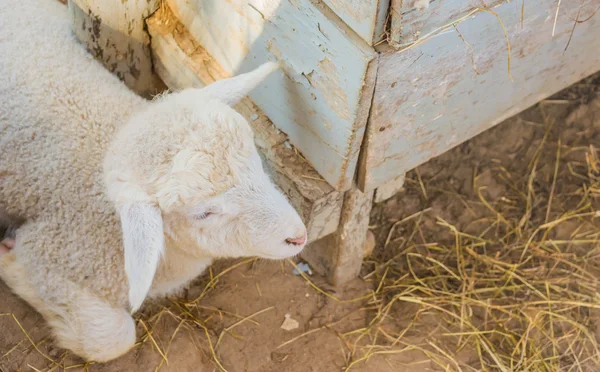 Kép a fehér kis bárány, a nap idő. — Stock Fotó