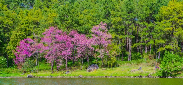 Fleurs sauvages de cerisier de l'Himalaya (sakura de Thaïlande), Chiang Mai Thail — Photo