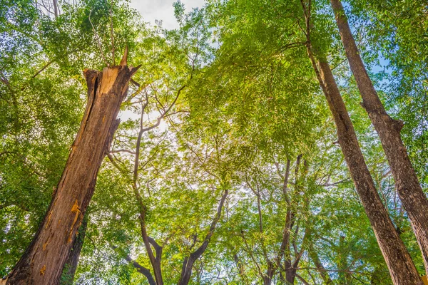 Immagine di Albero di noce indiano orientale — Foto Stock