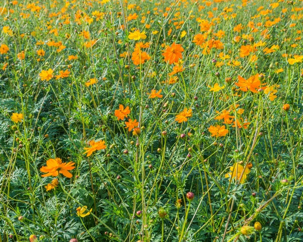Obraz květy oranžové a žluté kosmu v zahradní oblasti na den — Stock fotografie