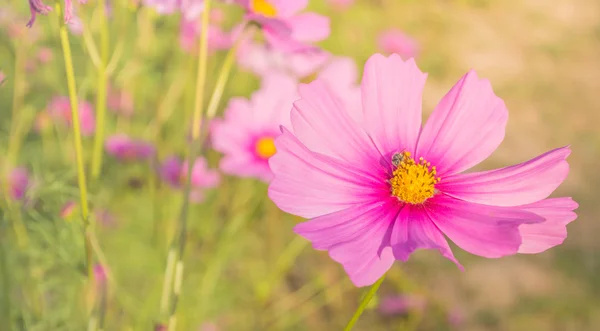 Image of Purple cosmos flower in the field. — Stock Photo, Image