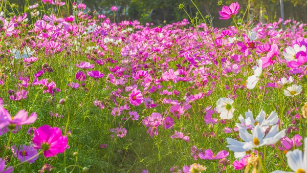 Imagen de Grupo de flor de cosmos púrpura en el campo . —  Fotos de Stock