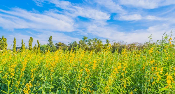 Sunhemp çiçek görüntüsünü . — Stok fotoğraf