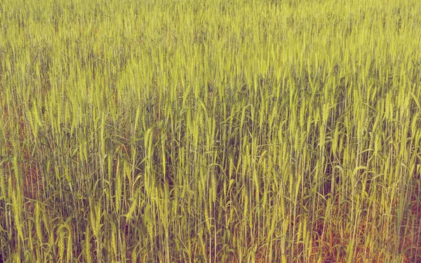 Câmp de orz verde — Fotografie, imagine de stoc