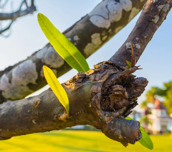 Gros plan de plumeria tige avec feuille verte pour fond u — Photo