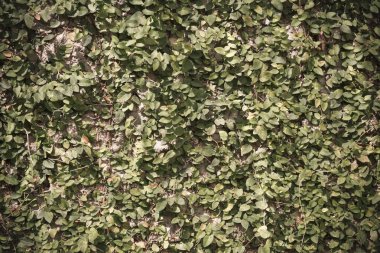 Arkaplan kullanımı için Yaprak duvarının klasik ton görüntüsü.