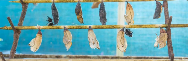 Imagem de Pupa borboleta pendurar em pau de madeira . — Fotografia de Stock