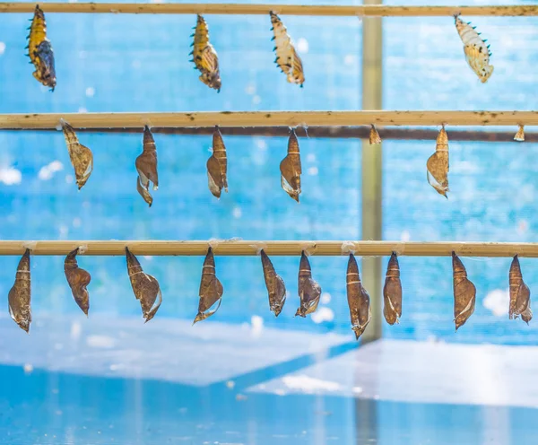 Image of Butterfly Pupa hang on wooden stick . — Stock Photo, Image