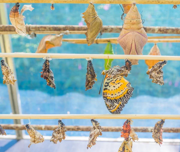 Изображение бабочки Pupa висит на деревянной палочке . — стоковое фото