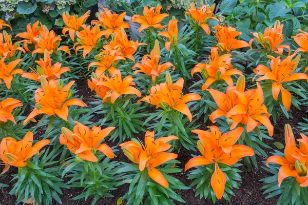 오렌지 릴리 꽃 — 스톡 사진