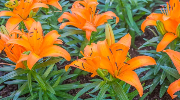 Imagen Flor Color Naranja Lila Jardín Día Para Fondo —  Fotos de Stock